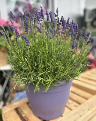 Ty jsi má levandulová🤓