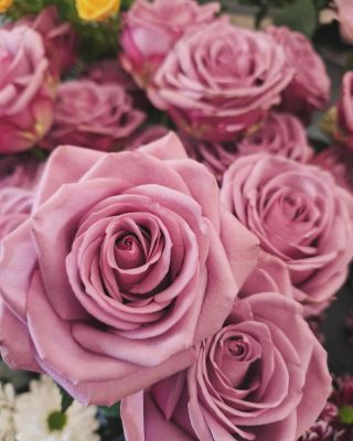 Úplně ty nejvíc nejvoňavější růže.. Do těch se zamilujete♥️♥️♥️♥️